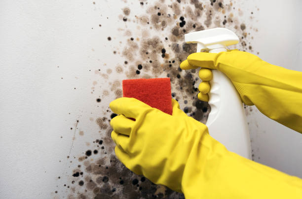 Best Mold Remediation  in Carnot Moon, PA